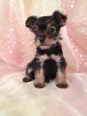 Female Black and Tan Snorkie Puppy for sale #18 Born October 12, 2012|Ready December 2012|Twenty-Five Miles south of Albert Lea, Minnesota